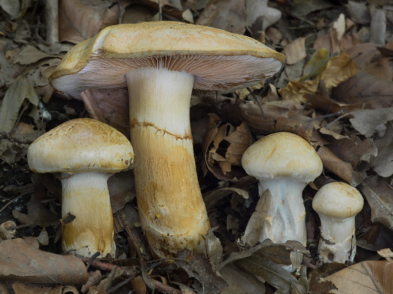 Cortinarius pseudovulpinus